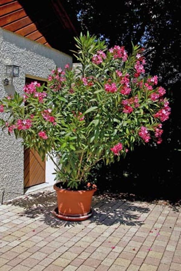 Oleander überwintern