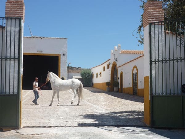 Toledo, in der "La Mancha"-Region Kastiliens gelegen, ist außer der Schwertschmieden berühmt für die besonders schönen Pferde aus der "Hernandez" Zucht.