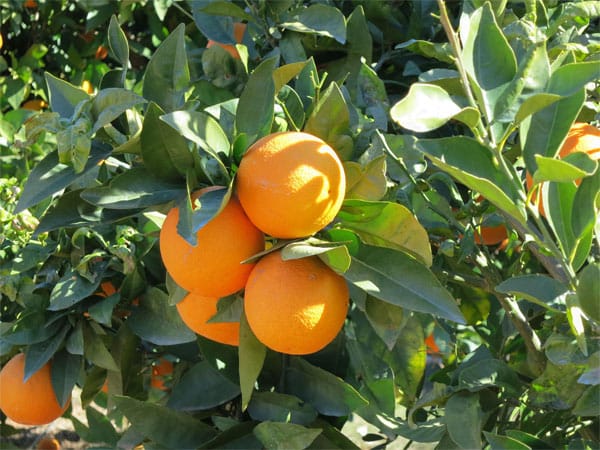 Reife Orangen am Baum: Das Schälen der Frucht kann manchmal mühsam sein.