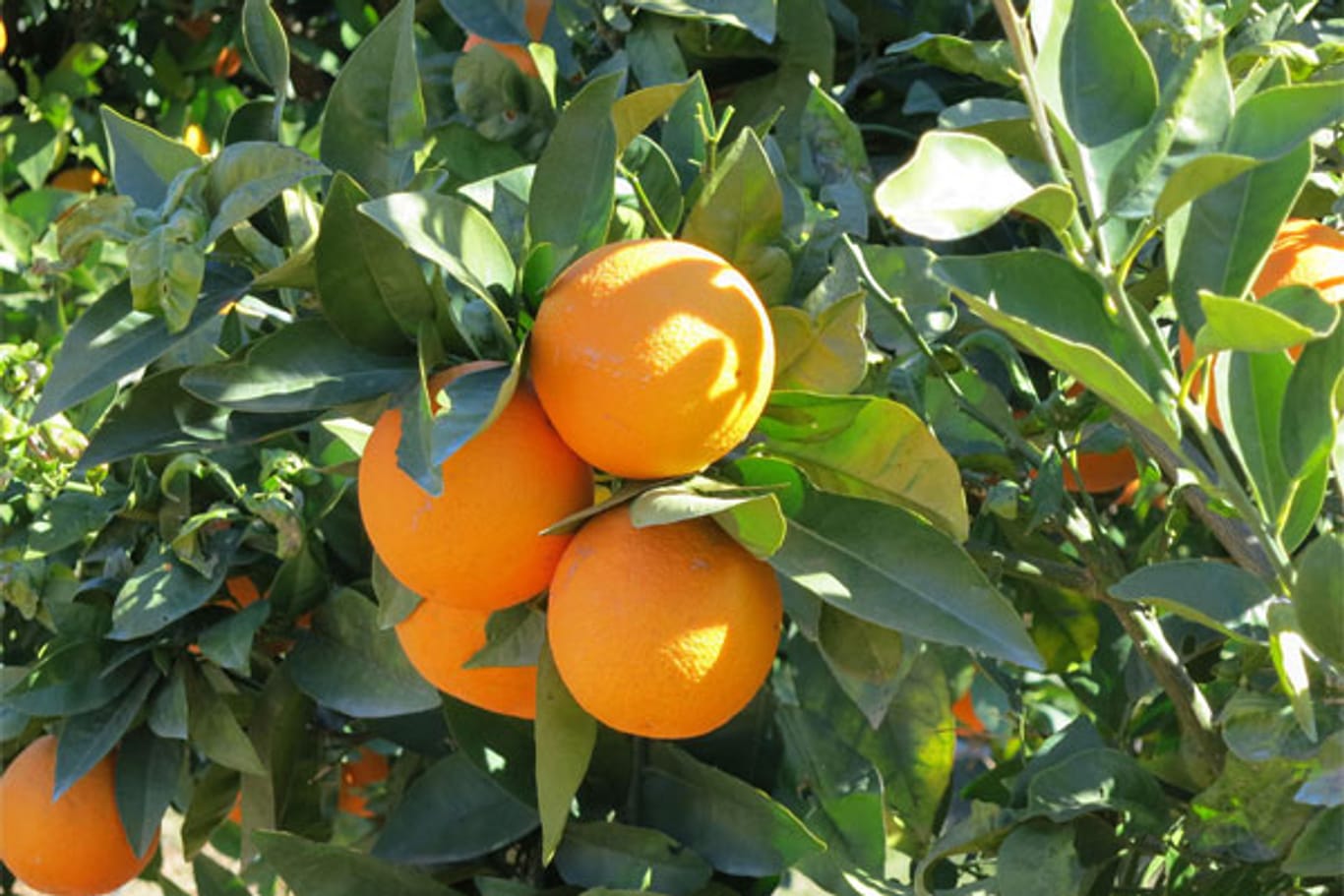 Reife Orangen am Baum: Das Schälen der Frucht kann manchmal mühsam sein.