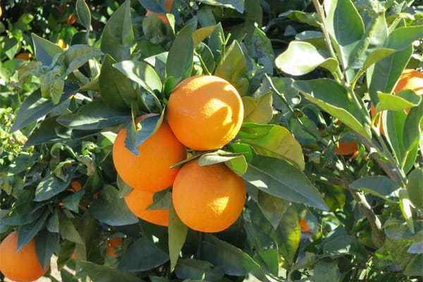 Reife Orangen am Baum: Das Schälen der Frucht kann manchmal mühsam sein.