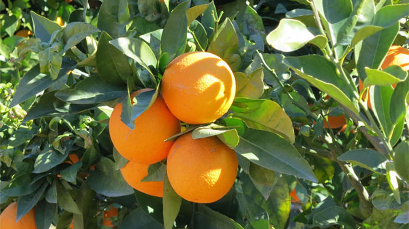 Reife Orangen am Baum: Das Schälen der Frucht kann manchmal mühsam sein.