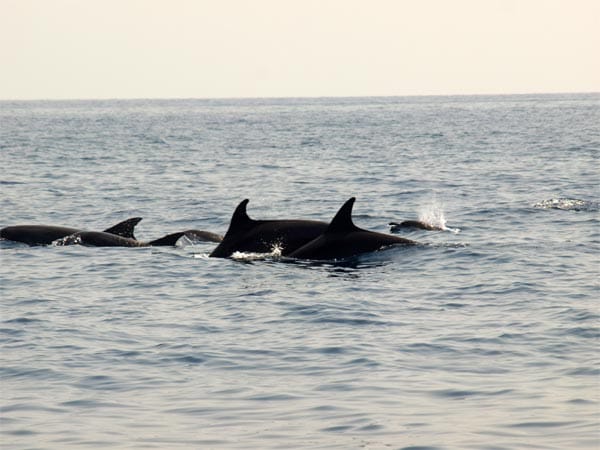 Vor der Küste Muscats tummeln sich viele Delphinarten, die man per Schiffsausflug bewundern kann. Hier die sehr scheue Delphinart der Spinner.