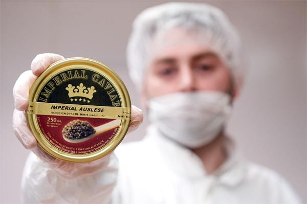 Eine ordentliche Portion setzen Kenner bei etwa 50 Gramm an, das heißt für 5 Personen reicht eine solche Dose. Auf den Code in der Mitte der Verpackung kommt es an - Manuel Niazi von der Firma "Imperial Caviar" in Berlin zeigt eine Dose frisch abgepackten "Schrencki"-Kaviar vom "Amur"-Stör.