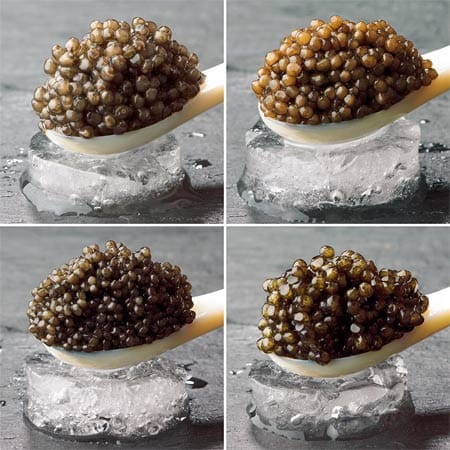 "Beluga"-Kaviar vom Hausenstör (links oben) gilt als wertvollste und feinste Kaviar-Sorte und stammt vom "Beluga"-Stör. Mit 3,5 Millimetern Durchmesser sind die Perlen recht groß und sorgen für das besondere Geschmacks-Erlebnis, indem sie im Mund zart zerspringen. "Ossietra" vom Russischen Stör sehen Sie rechts oben, "Baerii" vom Sibirischen Stör links unten und "Imperial"-Kaviar vom "Karaburun"-Stör rechts unten.