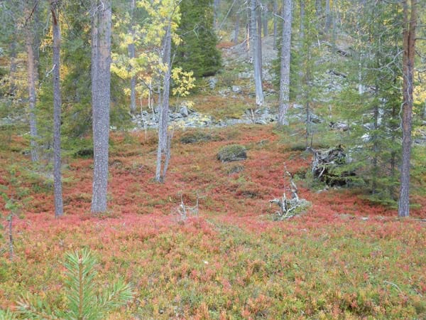 Wanderung durch den Nationalpark Pyhä-Luosto während der "Colorfull Season" in Finnland.