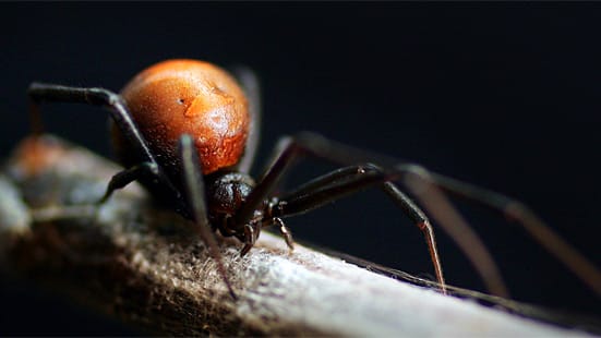 Die australische Rotrückenspinne erobert nun auch Japan.