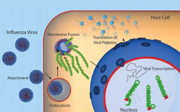 Grafik: Vermehrung des Grippevirus