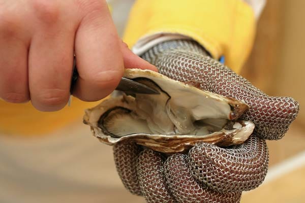 Das Öffnen der mineralstoffreichen Mollusken will gelernt sein und erfordert einige Übung. Spezielle Handschuhe aus Stahlgewebe und ein richtiges Austernmesser helfen dabei und sind unbedingt erforderlich, um Verletzungen zu vermeiden.