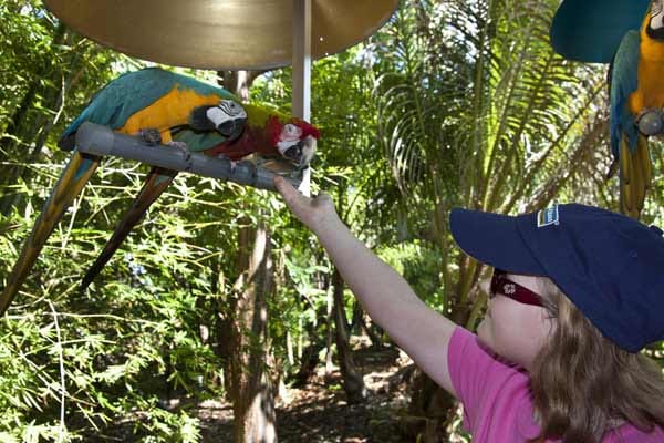 Eine besondere Attraktion Miamis ist der gut gepflegte Privatzoo Jungle Island mit seiner tropischen Tierparklandschaft. Hier trifft man beispielsweise einen Gibbon namens Watson, den erklärten Besucher-Liebling, und Pinky, den ersten Fahrrad fahrenden Kakadu des Zoos.