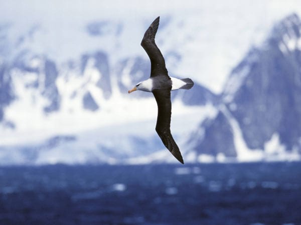 Etwa 50 verschiedene Seevögel-Arten leben am Nordpolarmeer. Darunter sind Seemöwen, Seeschwalben, Greifvögel, Alken, Kormorane und Sturmvögel, die sich jährlich im Juni und Juli die engen Brutplätze an den Felsen und Stränden teilen. Sie alle fangen sich ihre Nahrung im Meer.