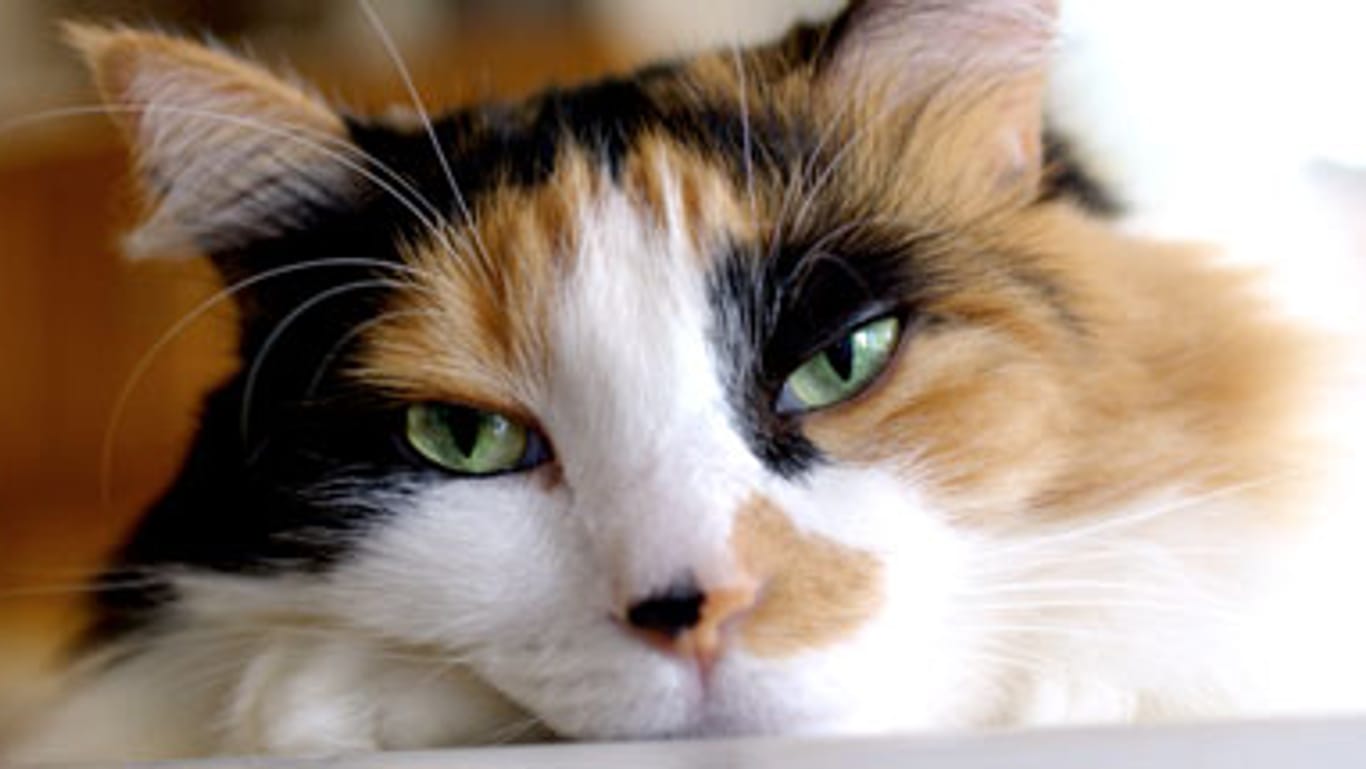 Lässt das Sehvermögen bei Katzen nach, ist das für Halter nur schwer zu erkennen.