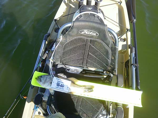 Largemouth Bass bei der Hobie Fishing World 2012.