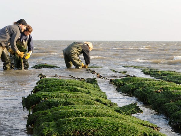 Die "Sylter Royal" Austern wachsen im mineralienhaltigen Sylter Wattenmeer heran. Diese gilt als intaktes Biotop und liegt fernab von Industrie und Berufsschifffahrt.