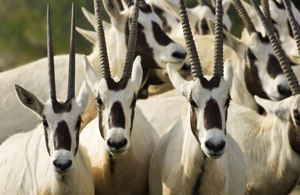 Als Sheikh Zayed in den 1970er-Jahren sein Projekt auf Sir Bani Yas Island in Angriff nahm, siedelte er vor allem Antilopen an. Etliche, wie den arabischen Oryx, wollte er damit vor dem Aussterben bewahren. Kaum jemand glaubte damals, dass dieses Projekt Erfolg haben würde.