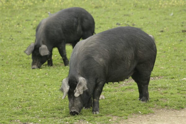Die schwarz-braunen Ibérico-Schweine ernähren sich von Eicheln. In den letzten Wochen von der Schlachtung werden sie bis zu 60 Kilo schwer.