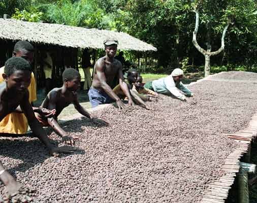 Die Kakaoproduktion erfordert viel Handarbeit - nach dem Fermentieren müssen die Samen aus der Frucht des Kakaobaums in der Sonne trocknen.
