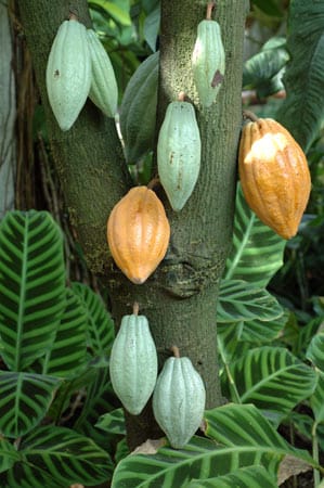 Schon die Mayas und Azteken haben Kakao getrunken. Bei ihnen galt das bittere Getränk als "Speise der Götter", dessen Genuss einzig hohen Würdenträgern vorbehalten war.