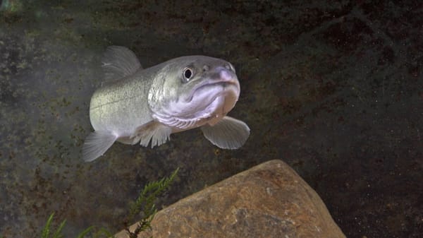 Huchen, auch "Donaulachs", "Rotfisch" oder "Donauzalm" gennant.