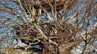 Das "Lake-Nest Tree House" in New York, USA