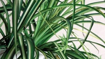 Die besten Zimmerpflanzen für Familien: Die Grünlilie