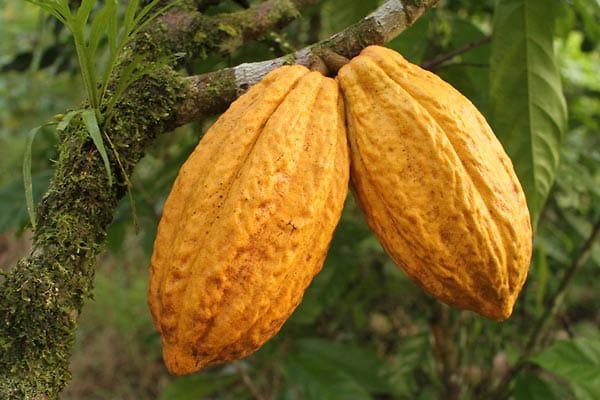 Basis aller Schokokaden-Produkte: die Kakaofrucht.