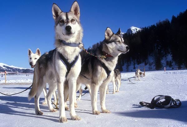 Eine Hundeschlittenfahrt sollte auch auf Ihrem Urlaubsplan stehen. Mit einem Sechsergespann rasen Sie nur so durch den Schnee.