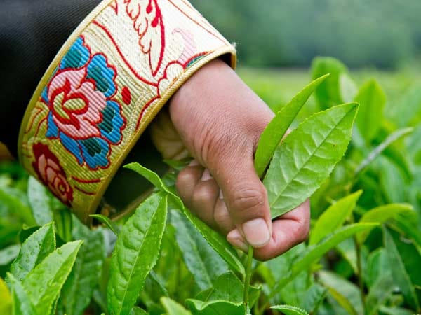 In China wurde Tee Jahrhunderte lang als Heilmittel angewandt. Zu Beginn des 7. Jahrhunderts wurde er auch als Genussmittel von der Oberschicht entdeckt, und Mönche hielten sich damit während ihrer stundenlangen Meditationen wach. Im 13. Jahrhundert breitete sich der Tee dann im ganzen Land aus. Es gab Teewettbewerbe und Teehäuser. Erst zu Beginn des 17. Jahrhunderts kam der Tee nach Europa.