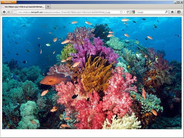 Korallenriff (West Papua, Indonesien)