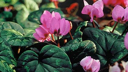 Vorfrühlings-Alpenveilchen (Cyclamen coum)