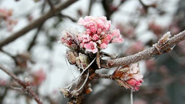 Duftschneeball (Viburnum farreri)