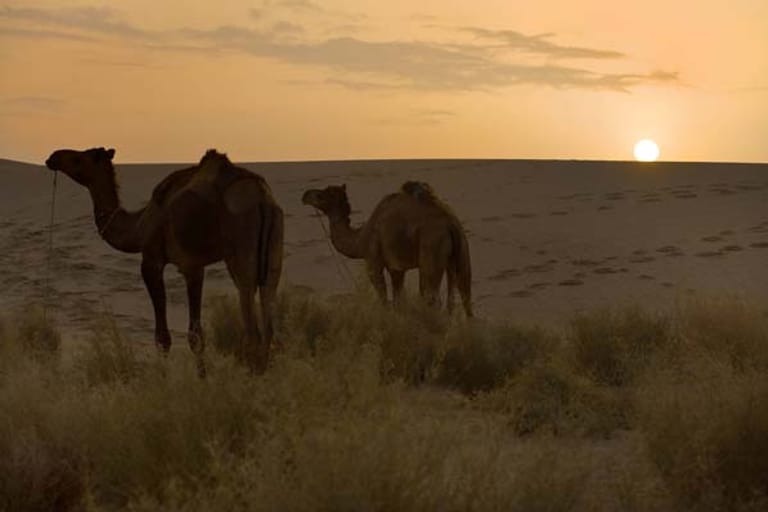 Thar Wüste in Rajasthan.