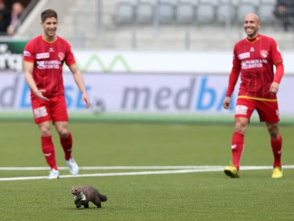 In der Partie zwischen dem FC Thun und dem FC Zürich in der ersten Schweizer Liga läuft ein kleiner Nager über die Ränge auf das Spielfeld.