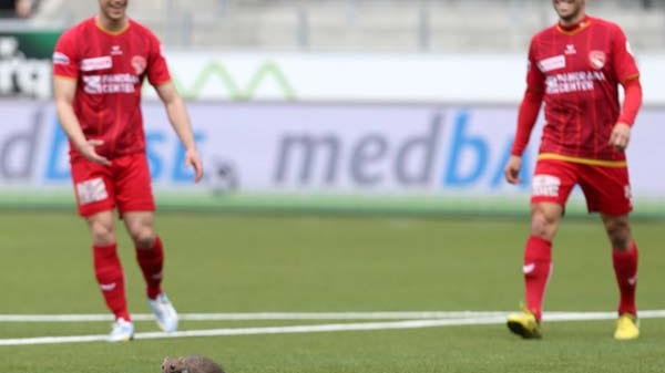In der Partie zwischen dem FC Thun und dem FC Zürich in der ersten Schweizer Liga läuft ein kleiner Nager über die Ränge auf das Spielfeld.