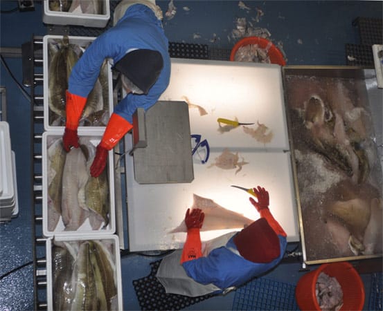 Eine Besichtigung der fischbearbeitenden Betriebe auf Island lohnt auf jeden Fall.