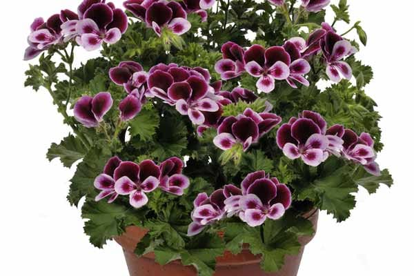 Die Pelargonie "Lillibet" ist die norddeutsche Pflanze des Jahres. Die Pelargonie "Lillibet" ist die norddeutsche Pflanze des Jahres.