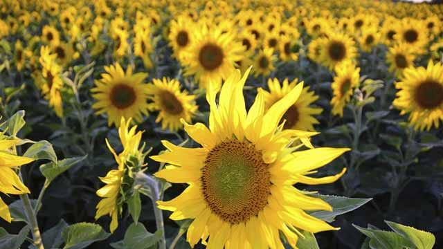 Die Sonnenblume ist ein einjähriges Glück