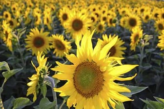 Die Sonnenblume ist ein einjähriges Glück