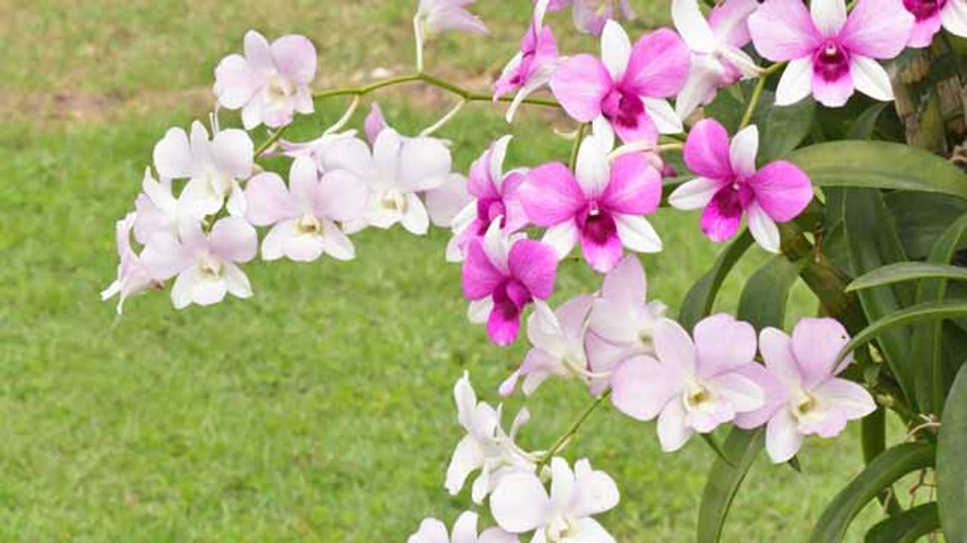 Zuviel Dünger schadet den Garten-Orchideen