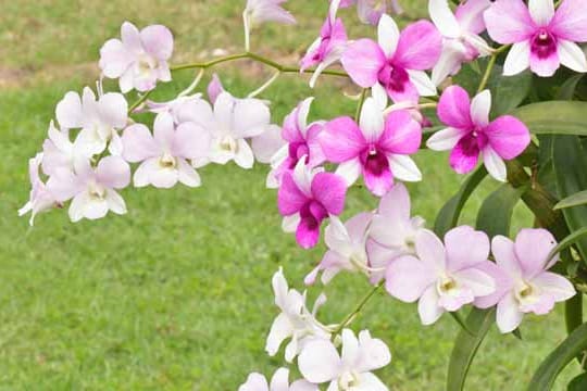 Zuviel Dünger schadet den Garten-Orchideen