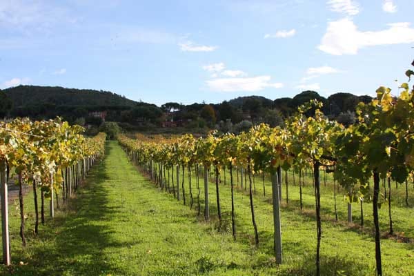 Frascati ist für seinen Weißwein berühmt - schon die alten Römer machten hier gerne Ferien. Frascati ist für seinen Weißwein berühmt - schon die alten Römer machten hier gerne Ferien.