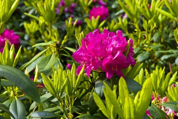 Rhododendron blüht auch im Schatten