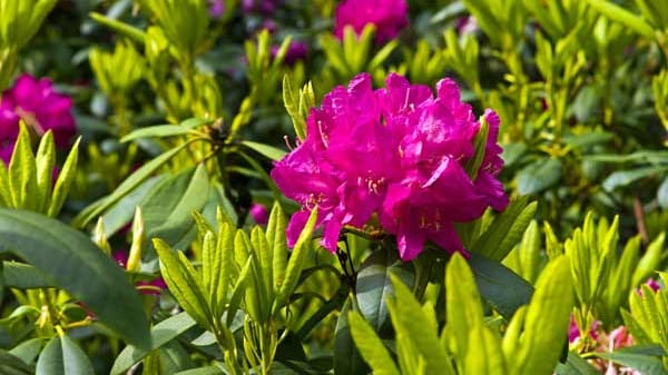 Rhododendron blüht auch im Schatten