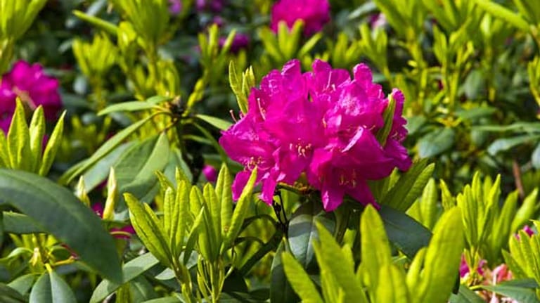 Rhododendron blüht auch im Schatten