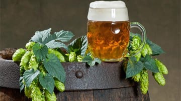 Bier als Lebenselixier? Ja, denn eine Studie hat gezeigt, dass regelmäßiger Biergenuss die Lebenserwartung deutlich erhöhen kann.