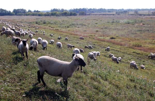 Schafe auf dem Elbdeich in Prignitz.