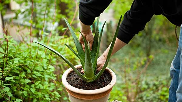 Aloe Vera