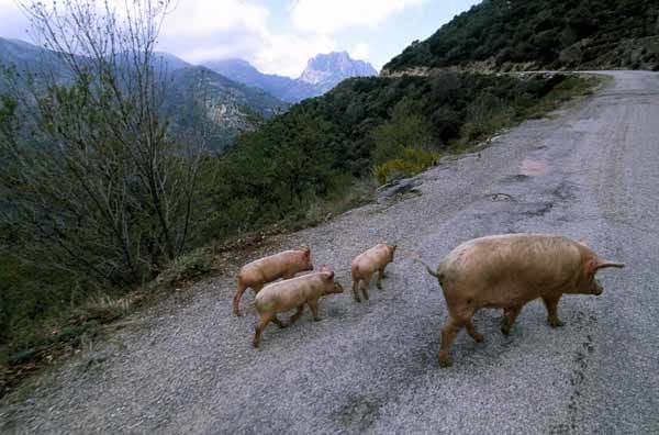 Verwilderte Hausschweine, Col de Vergio, Korsika, Frankreich.