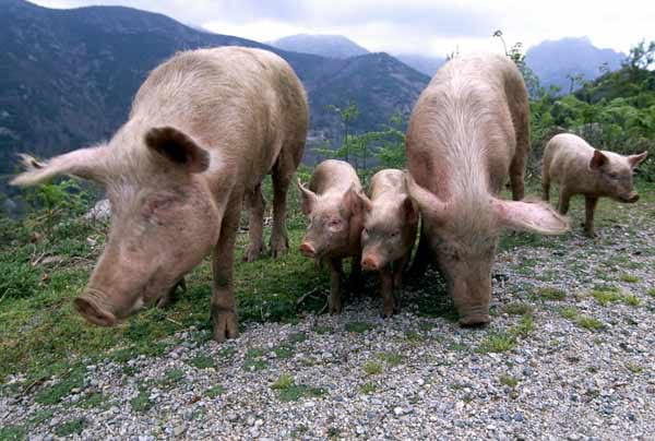 Verwilderte Hausschweine, Col de Vergio, Korsika, Frankreich.