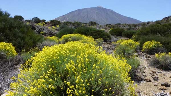 Pico del Teide: höchster Berg auf Teneriffa.